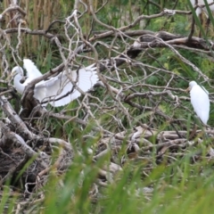 Ardea plumifera at Fyshwick, ACT - 26 Feb 2023