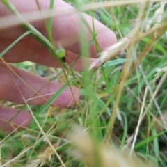 Coronidium scorpioides (Button Everlasting) at Tinderry, NSW - 26 Feb 2023 by danswell