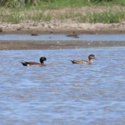 Anas castanea (Chestnut Teal) at Jerrabomberra Wetlands - 26 Feb 2023 by RodDeb