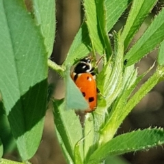 Hippodamia variegata (Spotted Amber Ladybird) at Molonglo Valley, ACT - 16 Feb 2023 by HappyWanderer