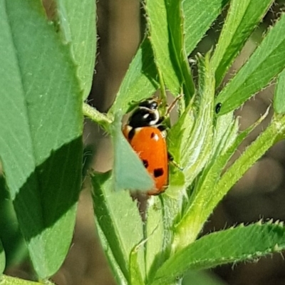 Hippodamia variegata (Spotted Amber Ladybird) at Molonglo Valley, ACT - 17 Feb 2023 by HappyWanderer