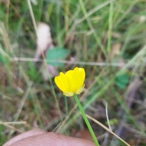 Ranunculus lappaceus at Tinderry, NSW - 26 Feb 2023 06:20 PM