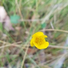 Ranunculus lappaceus at Tinderry, NSW - 26 Feb 2023 06:20 PM