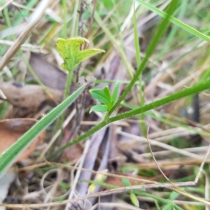 Ranunculus lappaceus at Tinderry, NSW - 26 Feb 2023 06:20 PM