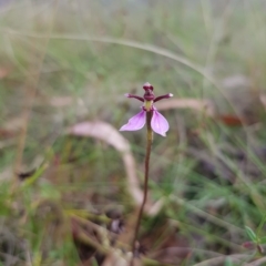 Eriochilus magenteus (Magenta Autumn Orchid) at Tinderry, NSW - 26 Feb 2023 by danswell