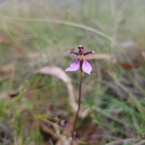 Eriochilus magenteus at Tinderry, NSW - 26 Feb 2023