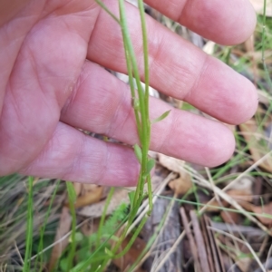 Brachyscome spathulata at Tinderry, NSW - 26 Feb 2023