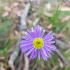 Brachyscome spathulata at Tinderry, NSW - 26 Feb 2023