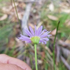 Brachyscome spathulata at Tinderry, NSW - 26 Feb 2023