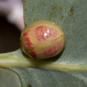 Paropsisterna fastidiosa at Hawker, ACT - 26 Jan 2023