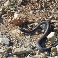 Pseudonaja textilis (Eastern Brown Snake) at Michelago, NSW - 26 Feb 2023 by danswell