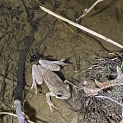 Litoria peronii (Peron's Tree Frog, Emerald Spotted Tree Frog) at Stromlo, ACT - 11 Feb 2023 by Tapirlord