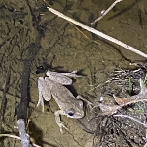 Litoria peronii at Stromlo, ACT - 11 Feb 2023