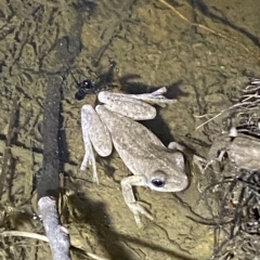 Litoria peronii at Stromlo, ACT - 11 Feb 2023