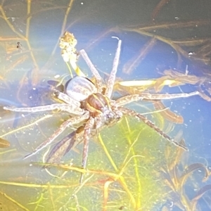 Dolomedes sp. (genus) at Stromlo, ACT - 11 Feb 2023