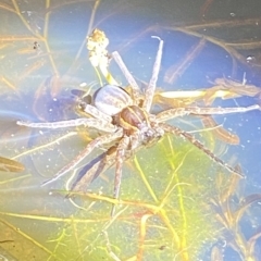 Dolomedes sp. (genus) at Stromlo, ACT - 11 Feb 2023 10:11 PM