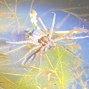 Dolomedes sp. (genus) at Stromlo, ACT - 11 Feb 2023