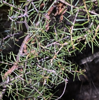 Acacia ulicifolia (Prickly Moses) at Stromlo, ACT - 11 Feb 2023 by Tapirlord