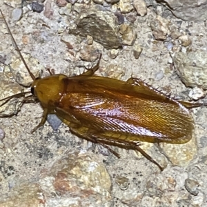 Neotemnopteryx sp. (genus) at Molonglo Valley, ACT - 11 Feb 2023 08:49 PM