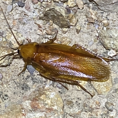 Neotemnopteryx sp. (genus) (Cockroach) at Denman Prospect 2 Estate Deferred Area (Block 12) - 11 Feb 2023 by Tapirlord