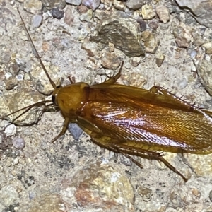 Neotemnopteryx sp. (genus) at Molonglo Valley, ACT - 11 Feb 2023