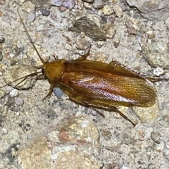 Neotemnopteryx sp. (genus) at Molonglo Valley, ACT - 11 Feb 2023