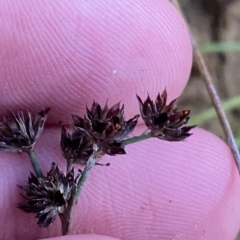 Juncus articulatus subsp. articulatus at Molonglo Valley, ACT - 11 Feb 2023