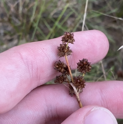 Juncus planifolius (Broad-leaved Rush) at Molonglo Valley, ACT - 11 Feb 2023 by Tapirlord