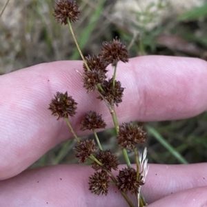 Juncus planifolius at Molonglo Valley, ACT - 11 Feb 2023 08:03 PM