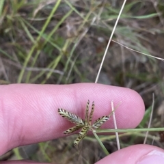 Cyperus sanguinolentus (A Sedge) at Molonglo Valley, ACT - 11 Feb 2023 by Tapirlord