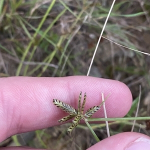 Cyperus sanguinolentus at Molonglo Valley, ACT - 11 Feb 2023