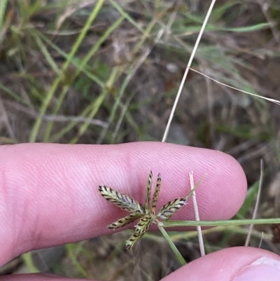 Cyperus sanguinolentus (A Sedge) at Molonglo Valley, ACT - 11 Feb 2023 by Tapirlord