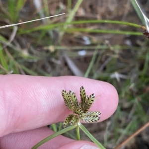 Cyperus sanguinolentus at Molonglo Valley, ACT - 11 Feb 2023