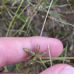 Cyperus sanguinolentus at Molonglo Valley, ACT - 11 Feb 2023