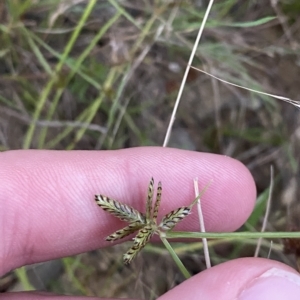 Cyperus sanguinolentus at Molonglo Valley, ACT - 11 Feb 2023