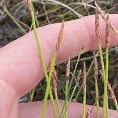 Eleocharis atricha (Tuber Spikerush) at Denman Prospect, ACT - 11 Feb 2023 by Tapirlord