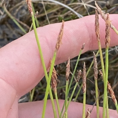 Eleocharis atricha (Tuber Spikerush) at Denman Prospect, ACT - 11 Feb 2023 by Tapirlord