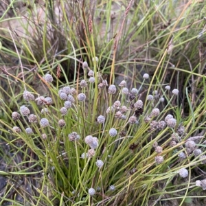 Eriocaulon scariosum at Molonglo Valley, ACT - 11 Feb 2023