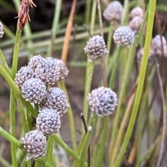 Eriocaulon scariosum at Molonglo Valley, ACT - 11 Feb 2023