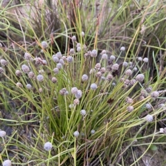 Eriocaulon scariosum at Molonglo Valley, ACT - 11 Feb 2023