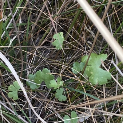 Hydrocotyle sibthorpioides (A Pennywort) at Molonglo Valley, ACT - 11 Feb 2023 by Tapirlord