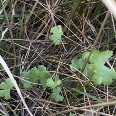 Hydrocotyle sibthorpioides at Molonglo Valley, ACT - 11 Feb 2023