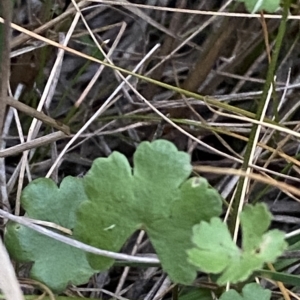 Hydrocotyle sibthorpioides at Molonglo Valley, ACT - 11 Feb 2023