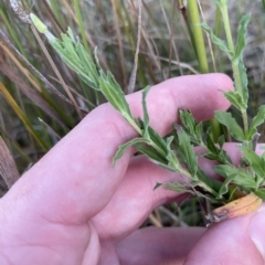 Epilobium hirtigerum (Hairy Willowherb) at Molonglo Valley, ACT - 11 Feb 2023 by Tapirlord