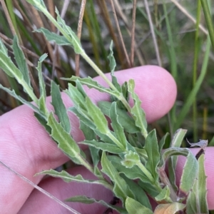 Epilobium hirtigerum at Molonglo Valley, ACT - 11 Feb 2023