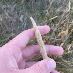 Phalaris aquatica (Phalaris, Australian Canary Grass) at Molonglo Valley, ACT - 11 Feb 2023 by Tapirlord