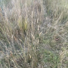 Phalaris aquatica at Molonglo Valley, ACT - 11 Feb 2023