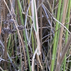 Tenodera australasiae at Molonglo Valley, ACT - 11 Feb 2023 by Tapirlord