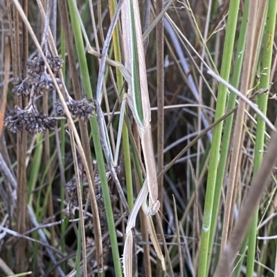 Tenodera australasiae (Purple-winged mantid) at Molonglo Valley, ACT - 11 Feb 2023 by Tapirlord