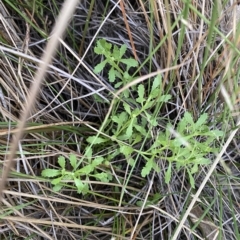 Centipeda cunninghamii (Common Sneezeweed) at Molonglo Valley, ACT - 11 Feb 2023 by Tapirlord